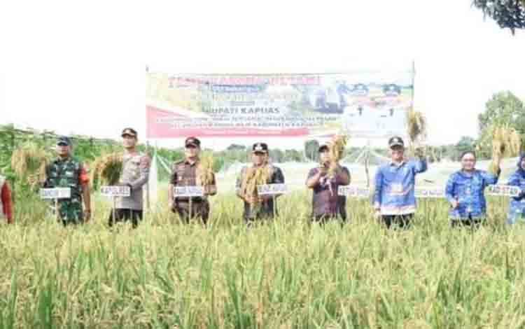 Bupati Kapuas Hadiri Panen Padi di Sei Pasah, Apresiasi Upaya Petani Lokal