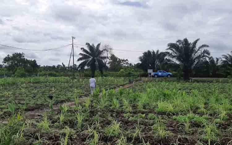 Dewan Soroti Kesejahteraan Petani di Habaring Hurung, Infrastruktur dan Sarpras Harus Jadi Prioritas