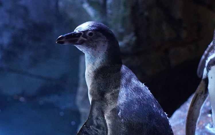 Jakarta Aquarium & Safari Umumkan Kelahiran 2 Bayi Pinguin Baru