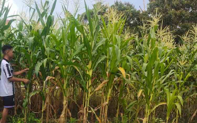 Dewan Dorong Peningkatan Produksi Jagung Lokal di Kalampangan