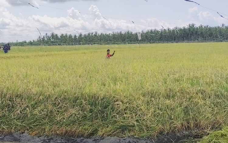 Harga Gabah Naik Signifikan, Petani Desa Lampuyang Untung Berkat Bulog