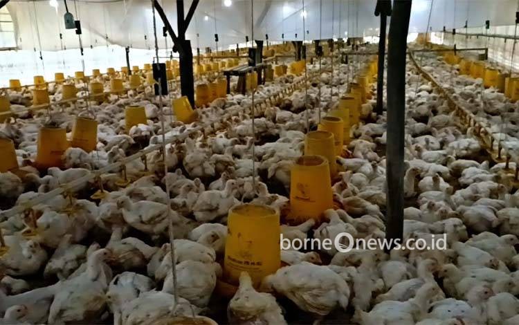 Peternak Pulang Pisau Sukses Kembangkan Peternakan Ayam Potong, Omzet Rp60 Juta per 35 Hari