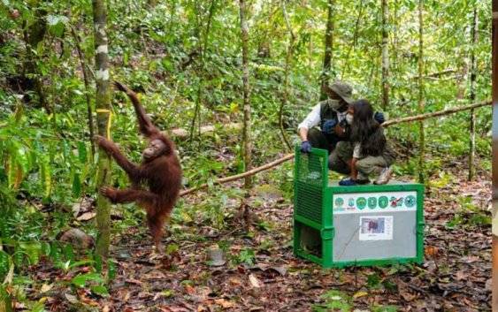 Menhut Pastikan Terus Berupaya Jaga Populasi Orangutan