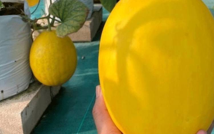 Generasi Milenial Kembangkan Greenhouse Melon di Perkotaan