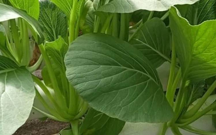 Sayur sawi saat ditanam menggunakan metode hidroponik (Foto:MARINI)