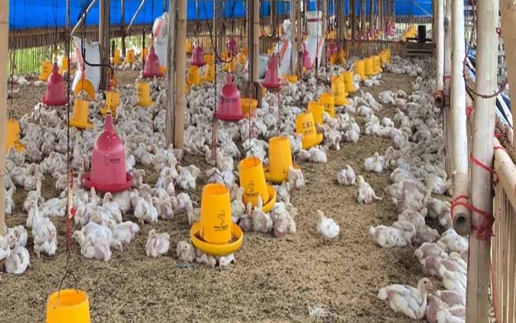 Dewan Tekankan Regulasi Lingkungan untuk Peternakan Ayam Broiler di Palangka Raya