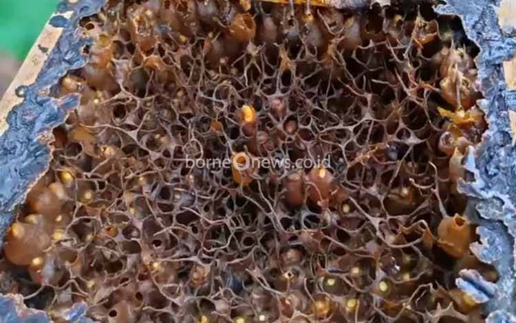Pemko Palangka Raya Diminta Fasilitasi Pelatihan Bagi Pelaku Madu Kelulut