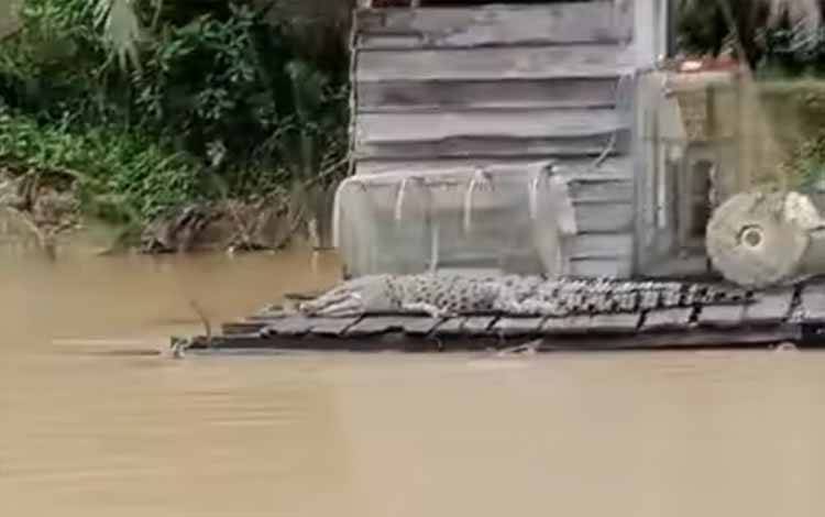 Serangan Buaya di Kotim Mayoritas Terjadi saat Warga Lakukan Aktivitas MCK