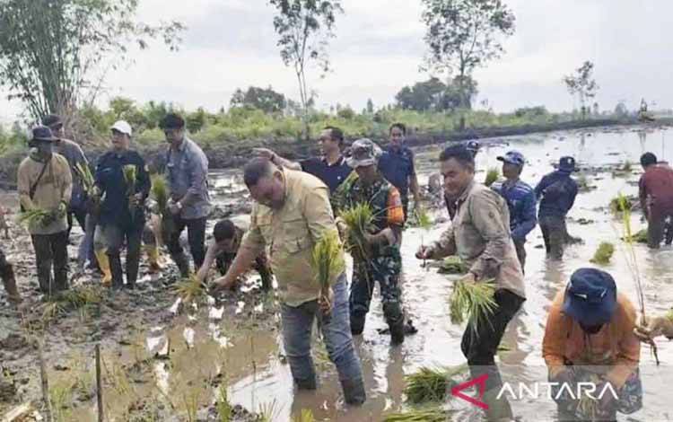 Ditjen PSP Tanam Padi di Lahan Cetak Sawah 880 Hektare di Kapuas