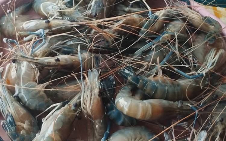 Dewan Soroti Perizinan Tambak Udang Galah untuk Masyarakat Lokal