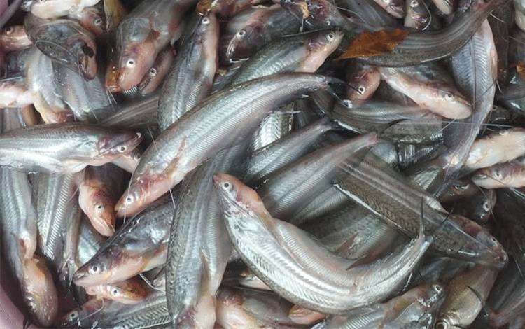 Masyarakat Harus Turut Jaga Kelestarian Lingkungan dan Habitat Ikan Lokal