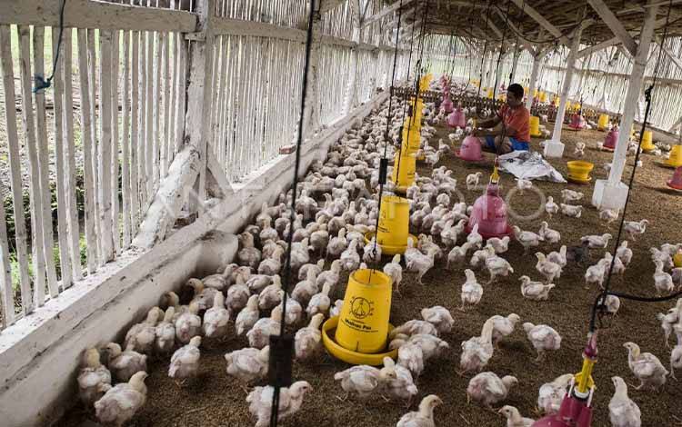 Peternak Ayam Potong di Lamandau Diminta Memahami Dampak Lingkungan