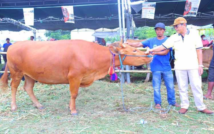 Dompu Kirim 12 Ribu Ekor Sapi Keluar Daerah Jelang Idul Adha, Termasuk Kalimantan