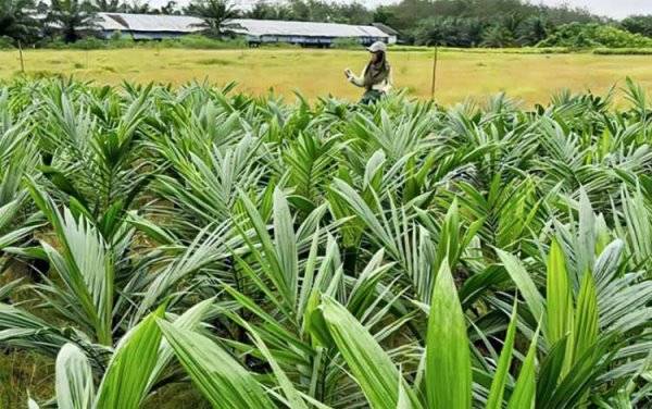 Disbun Kalteng Lakukan Pengawasan Terpadu Jaga Ketersediaan Sawit Unggul