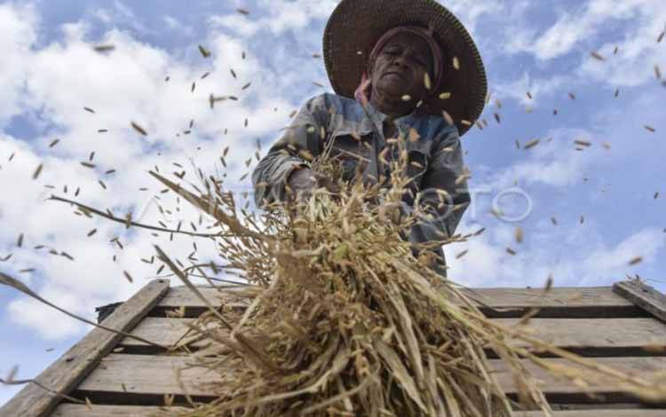 Pemerintah Cetak Sawah 4.216 Hektare di Kotim Dorong Produksi Pangan