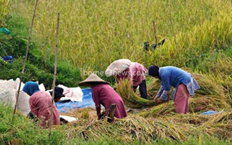 Panen padi secara manual. Pemprov kalteng memproyeksikan kenaikan produksi padi sebesar 30 persen di 2025. (FOTO:PIXABAY)