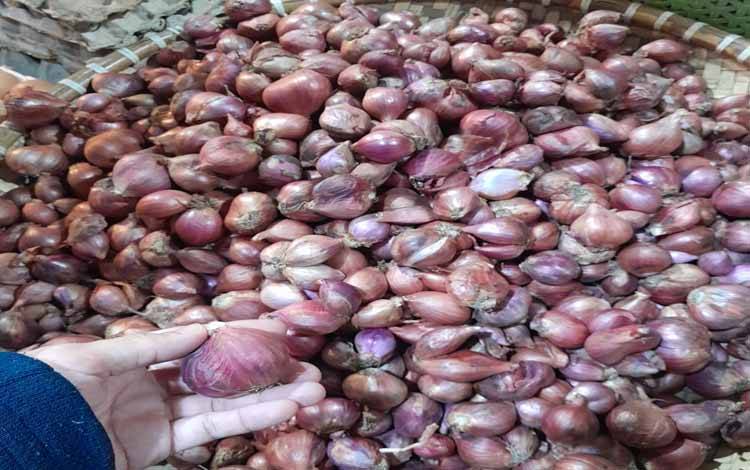 BPS Sebut Harga Bawang Merah Alami Penurunan Signifikan