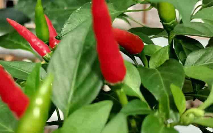 Cuaca dan Hama Penyakit Sebabkan Cabai Rawit Kurang Produktif di Palangka Raya