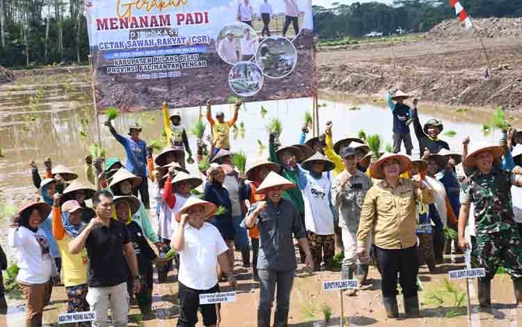 Bupati-Wabup Pulpis Hadiri Tanam Perdana Padi di Lahan CSR