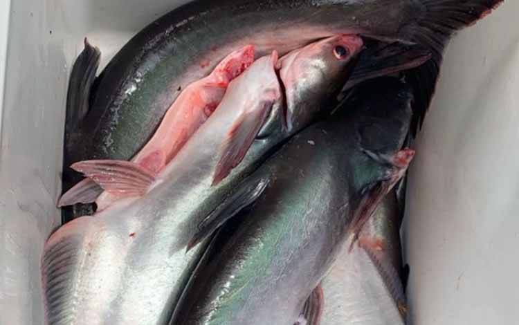 DPRD Palangka Raya Dorong Konsumsi Ikan untuk Tingkatkan Gizi Anak dan Ibu Hamil