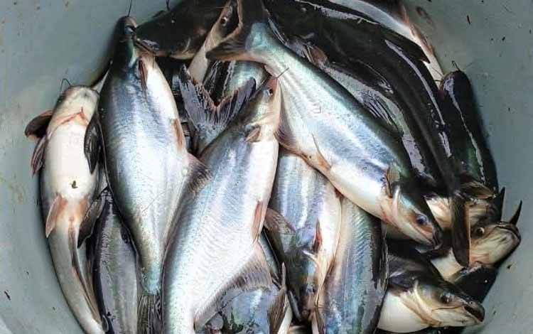 Dewan Ajak Masyarakat Rutin Konsumsi Ikan Patin untuk Cegah Stunting