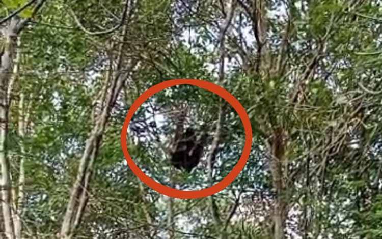 Kemunculan Orangutan di Ganepo Kotim Resahkan Penyadap Karet