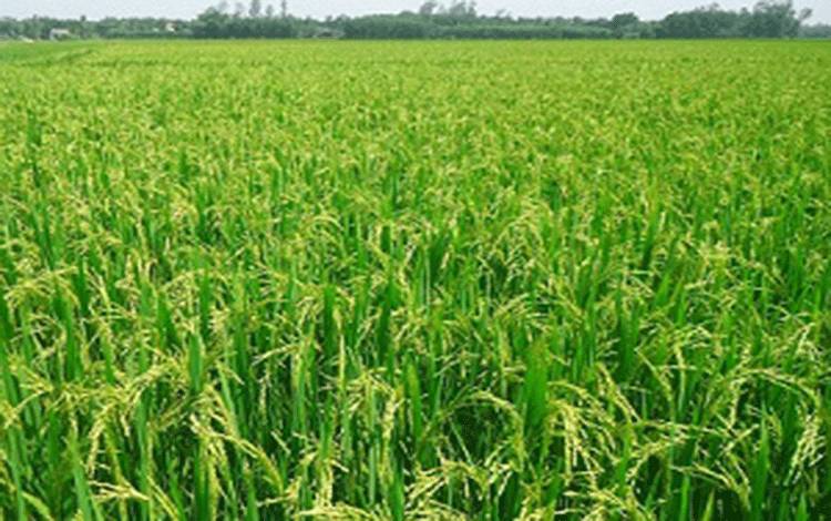 Pemprov Klaim Cetak Sawah Baru Kalteng Sudah Capai 66.900 Hektar