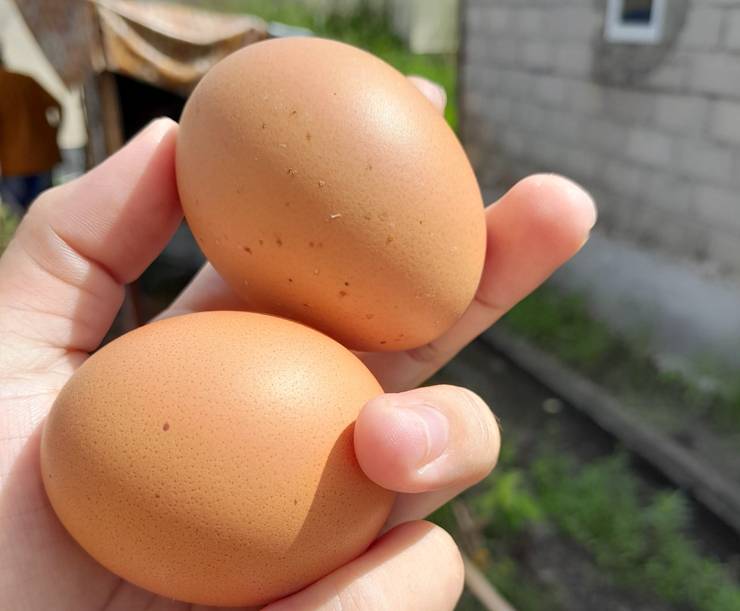 Pangan pada komoditas peternakan telur ayam. (FOTO: MARINI)