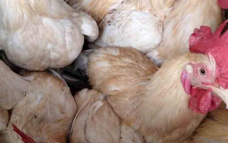 Dewan Dorong Palangka Raya Tingkatkan Subsektor Peternakan dan Pertanian