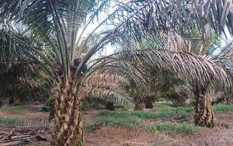 Peserta Field Trip Diberi Gambaran Ekonomi Varietas DxP Simalungun bagi Industri Kelapa Sawit