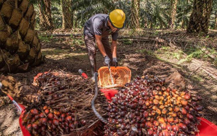 Pekerja di perkebunan kelapa sawit SSMS di Pangkalan Bun, Kalimantan Tengah. (FOTO: Istimewa)