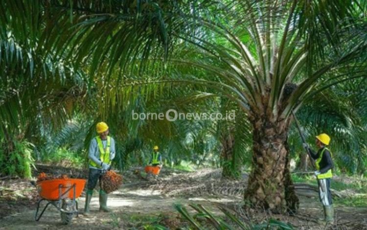 Pendapatan SSMS Melesat 45,13 Persen, Saham Menguat 32,23 Persen