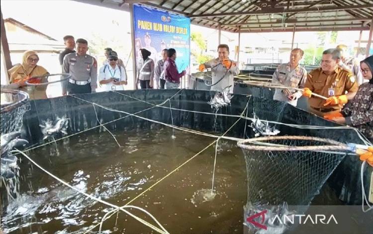 Polres Kotawaringin Timur Panen 200 Kg Ikan Patin Dukung Program MBG
