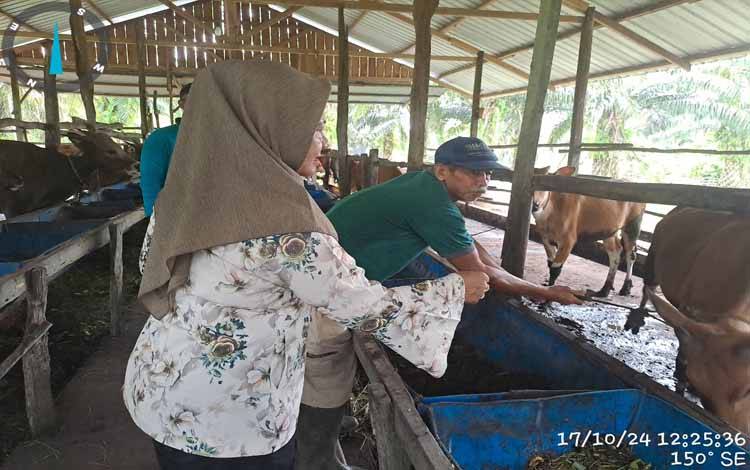 Ketersediaan Hewan Kurban Aman, Kebutuhan Idul Adha 2025 di Kobar Capai 1.884 Ekor