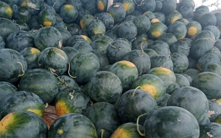 Buah jenis semangka (Foto: MARINI)
