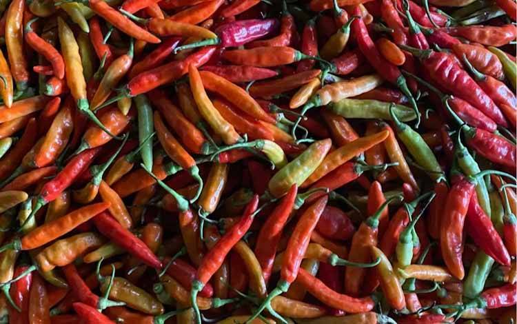 Hadapi Fluktuasi Harga Cabai, Anggota DPRD Palangka Raya Dorong Solusi Jangka Panjang