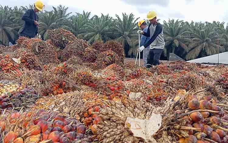 SSMS Bukukan Laba Rp341,5 Miliar pada Kuartal I-2025