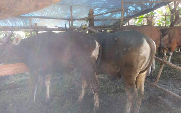 Jelang Idul Adha, DPRD Palangka Raya Ingatkan Peternak Jaga Kualitas Hewan Kurban