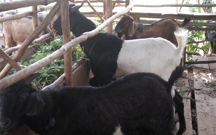 Hewan kambing sedang makan (Foto: MARINI)