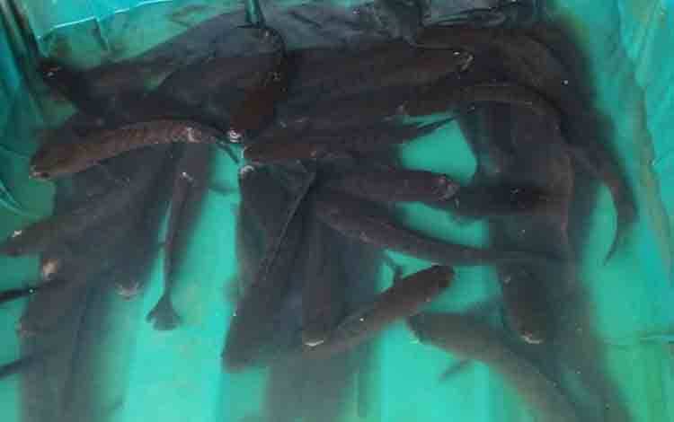BI Kalteng: Cuaca Buruk Sebabkan Ikan Gabus Masuk Penyumbang Inflasi