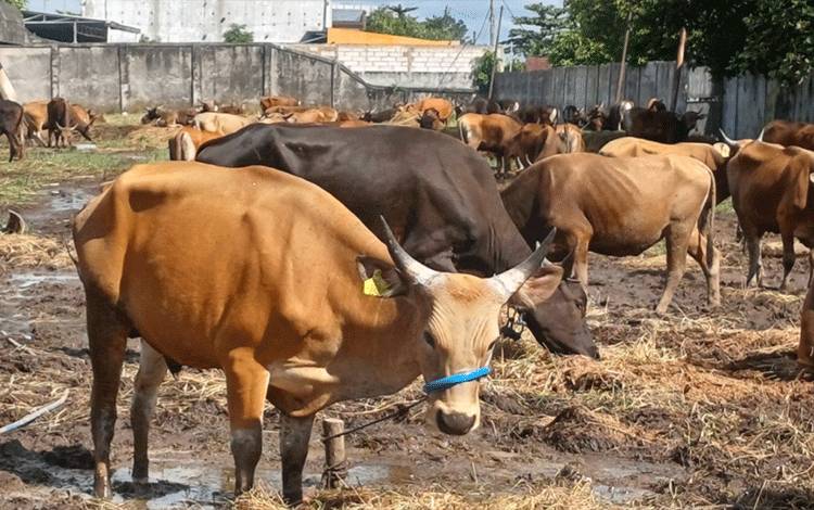 Dewan Minta Perketat Pengawasan Hewan Kurban yang Masuk ke Kotim