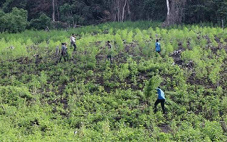 TNI Musnahkan Tiga Hektare Ladang Ganja di Pegunungan Gayo Lues, Aceh
