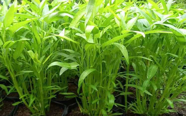 Kangkung Bisa Jadi Sumber Pangan Alternatif di Perkotaan
