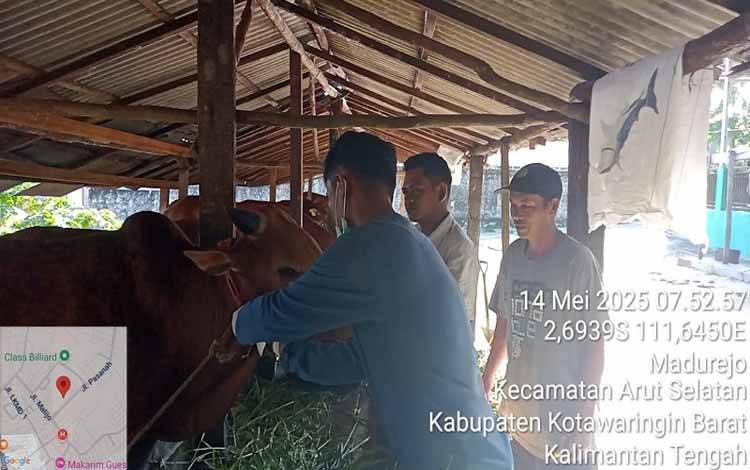 Distan Kobar sedang mengecek kesehatan hewan kurban jelang Hari Raya Idul Adha, Rabu, 14 Mei 2025 (FOTO: IST)