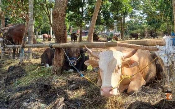 Jelang Idul Adha, DPKP Kotim Pastikan Sapi dari Luar Daerah Sehat dan Layak Kurban