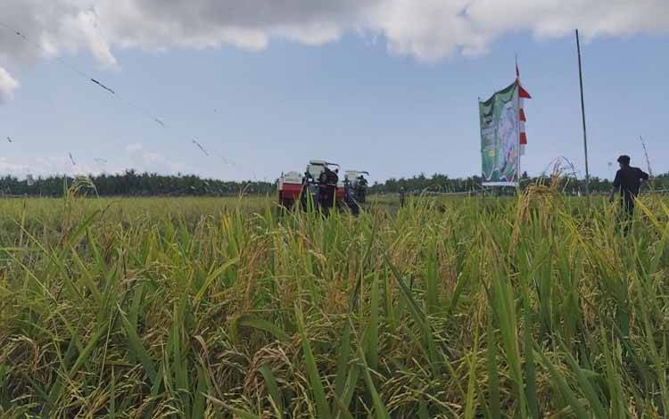 Pemkab Kotim Terus Meningkatkan Produktivitas Pertanian