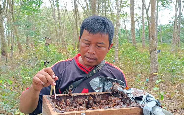 Warga Desa Mantaren 2 Pulang Pisau Sukses Membudidayakan Madu Kelulut