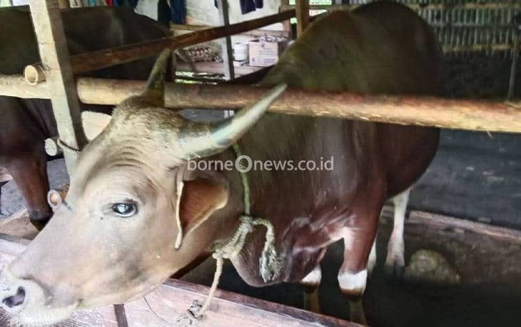 Puskeswan Kalampangan Siap Gelar Pemeriksaan Hewan Kurban Menjelang Idul Adha