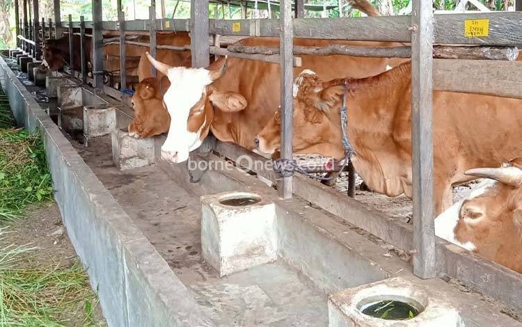 Kepala Puskeswan Kalampangan Imbau Pengusaha Hewan Kurban Jaga Kesehatan Ternak Jelang Idul Adha