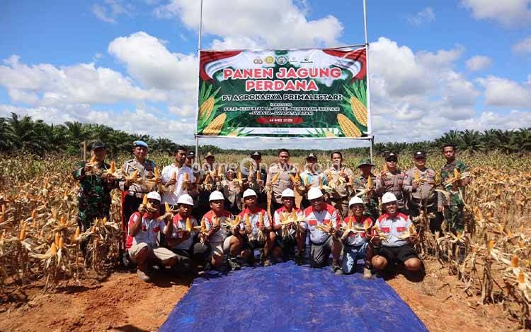 Panen Perdana Jagung di Tajur Beras Estate Kotim Dukung Ketahanan Pangan Nasional